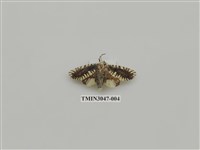 藏品(夜蛾736)的圖片